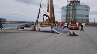 Trasladado a una planta de tratamiento de residuos de animales el cachalote encontrado en el puerto