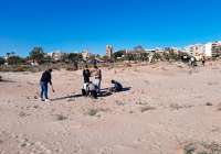 La Colla Verda despide el 2023 con una plantación dunar en la playa de Almardà