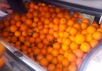 La Guardia Rural de Sagunto se incauta de más de 400 kilos de naranjas hurtadas