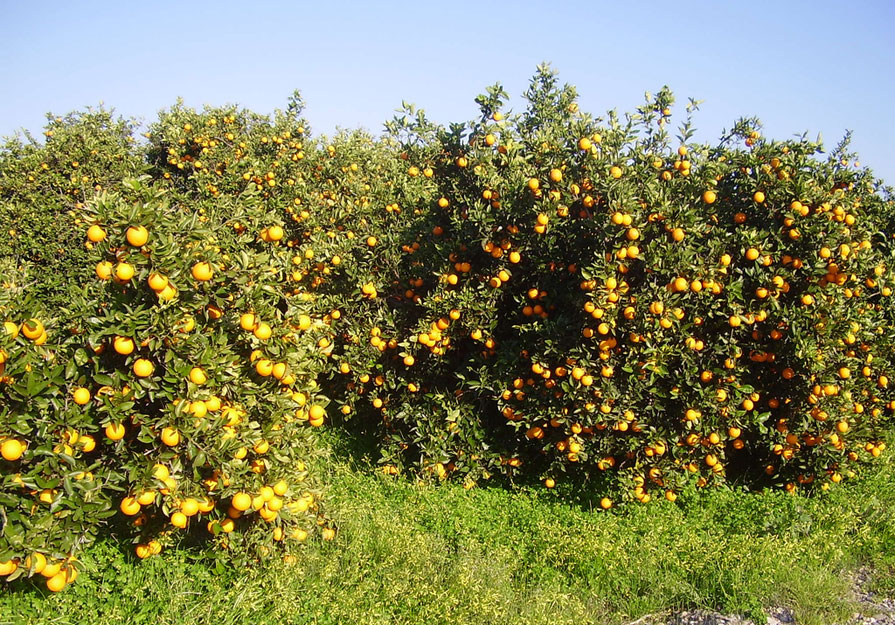Naranjos 1dentro