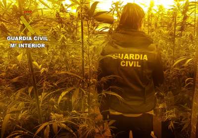 Plantación de marihuana en un chalet de Albalat dels Tarongers
