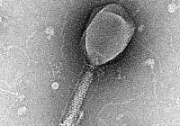 Imagen microscópica de una enterobacteria (Foto: IBV)