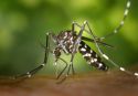 Evitar acumulaciones de agua en las viviendas para prevenir los focos de mosquitos tigres
