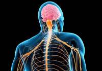 La Esclerosis Lateral Amiotrófica se convierte en la tercera patología neurodegenerativa más común