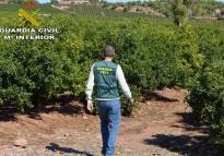 Detenido en Sagunto por tener una plantación ilegal de una variedad específica de naranjos