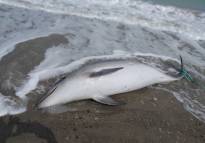 Encuentran un delfín muerto en la playa de Almardà
