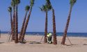 Algunas de las palmeras que ya se han plantado en la playa de Canet