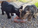 La incesante lucha de Colonias Felinas para ayudar a los gatos del municipio