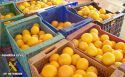 La Guardia Civil incauta 780 kilos de naranjas sustraídos de una explotación agrícola de Algímia de Alfara