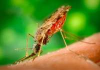 Aumentan las muertes por malaria en 2020 a raíz de los trastornos causados por la COVID-19