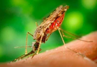 Aumentan las muertes por malaria en 2020 a raíz de los trastornos causados por la COVID-19