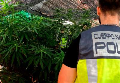 Detenidos en Sagunto dos hombres que cultivaban marihuana en sus domicilios