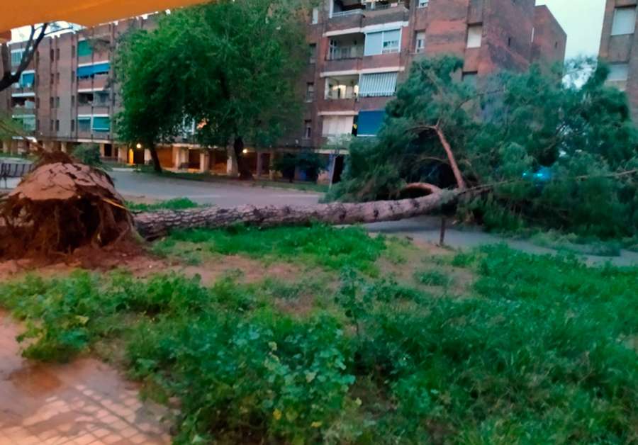 Las rachas de viento provocaron la caída de un árbol en la plaza Juan Ramón Jiménez