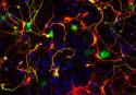 Astrocitos talámicos reprogramados en neuronas in vitro tras la infección con un virus que induce la sobreexpresión del gen Neurogenin2