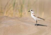 Una especie vulnerable de pájaros nidifica en la playa de Puerto de Sagunto
