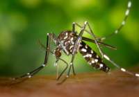 La OMS y sus asociados han presentado su respuesta estratégica al virus de Zika para los próximos dieciocho meses