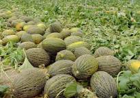 El Consell Agrari intensifica la vigilancia en Almardà para evitar robos de melones y sandías