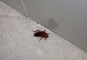 Las cucarachas llegan a aparecer en los baños de un segundo piso de la zona de la plaza de España