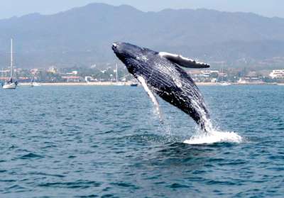 Comienza la temporada de ballenas en uno de los mejores lugares del planeta para observarlas