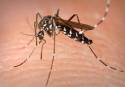 Esterilizar mosquitos contra el chikungunya, dengue y zika