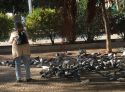 Las palomas y los gatos invaden la plaza San Vicente de Puerto ante las quejas de algunos de sus vecinos