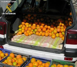 La Guardia Civil incauta 505 kilos de naranjas sustraídas de un campo del término municipal de Sagunto
