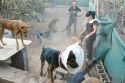 Los miembros de SOS Animales Sagunto rescatan perros por toda la comarca
