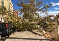 Varios árboles y ramas han caído en diversas calles del municipio de Sagunto