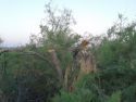 Agró denuncia la tala indiscriminada de tamarindos en Almardà