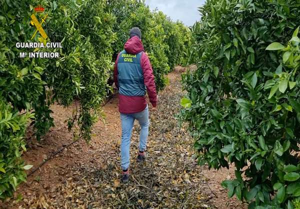 Detenidas dos personas por un delito contra el derecho de los trabajadores de una explotación agrícola de Canet