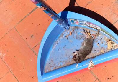 Vecinos del barrio de San José de Puerto de Sagunto sufren una plaga de ratas desde hace meses