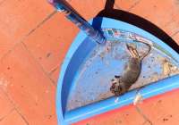 Vecinos vuelven a quejarse de la proliferación de ratas y cucarachas en la ciudad