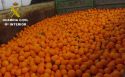 La Guardia Civil investiga a 6 personas por delitos relacionados con la sustracción y venta ilícita de naranjas