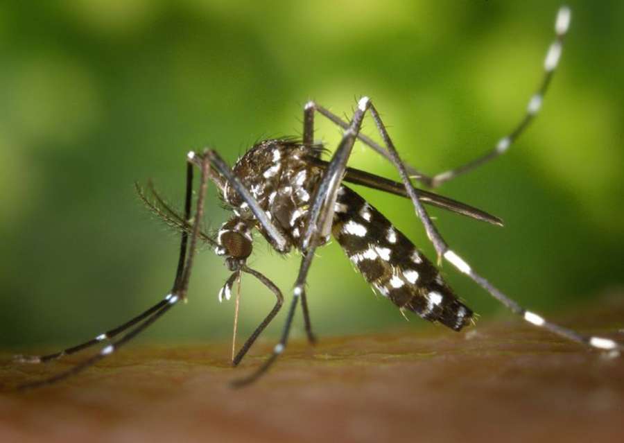 La presencia de mosquitos es notable en algunas zonas del municipio