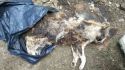 Uno de los gatos muertos que se han encontrado en las inmediaciones de la calle Catarroja de Almardà