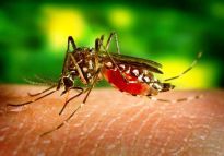 La OMS ha celebrado el Día Mundial del Paludismo con el objetivo de acabar con esta enfermedad alrededor del mundo