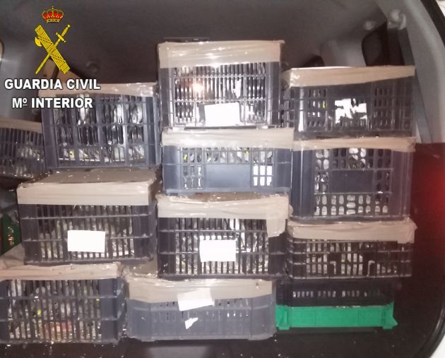 La Guardia Civil interviene cerca de 700 aves en el maletero de un vehiculo que circulaba por Sagunto