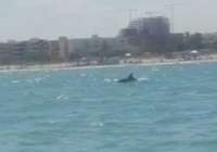 Avistan una familia de delfines en la costa de Canet d’en Berenguer