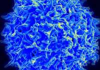Imagen de micrografía de un linfocito T humano del sistema inmunitario (Foto: NIAID)
