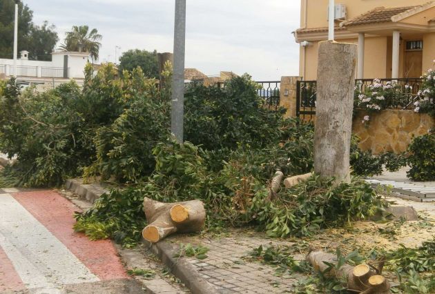 El PSOE denuncia la tala de árboles en Estivella