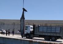 El Ayuntamiento de Sagunto y la Autoridad Portuaria retiran el zifio de Cuvier sin vida varado en la costa