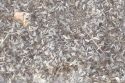 La playa de El Grau Vell de Sagunto sufre una invasión de hormigas voladoras nunca vista anteriormente
