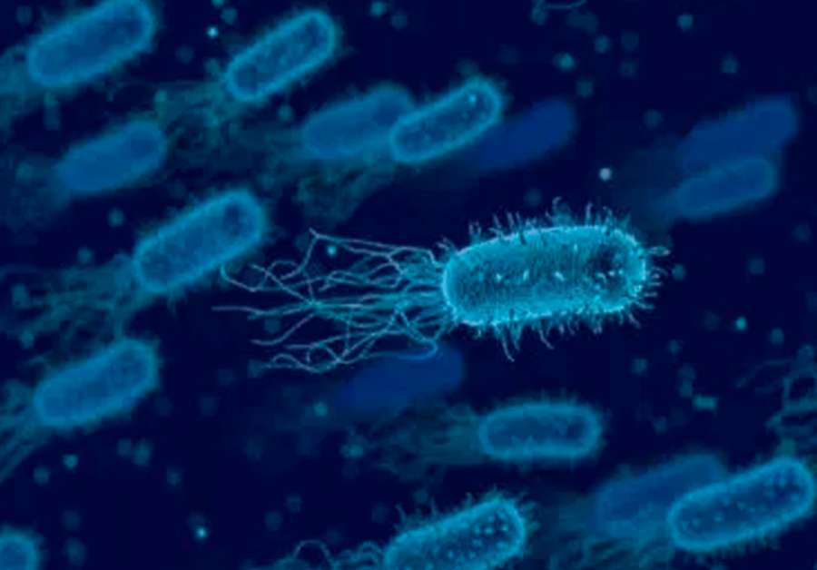 La cooperación entre bacterias de la microbiota podría frenar infecciones