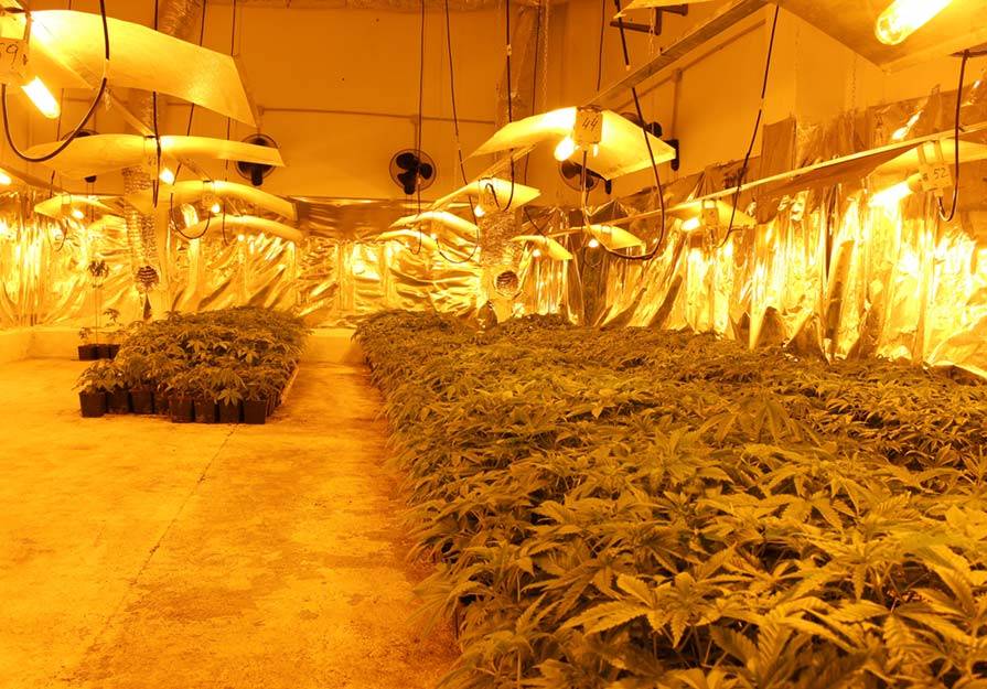 Una de las plantaciones de marihuana descubierta por la Policía Nacional