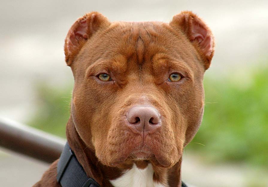 Un perro de la raza american pitbull terrier, como los que protagonizaron la pelea