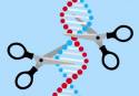 La ‘tijeras’ moleculares CRISPR han revolucionado la edición genética (Foto: Pixabay)
