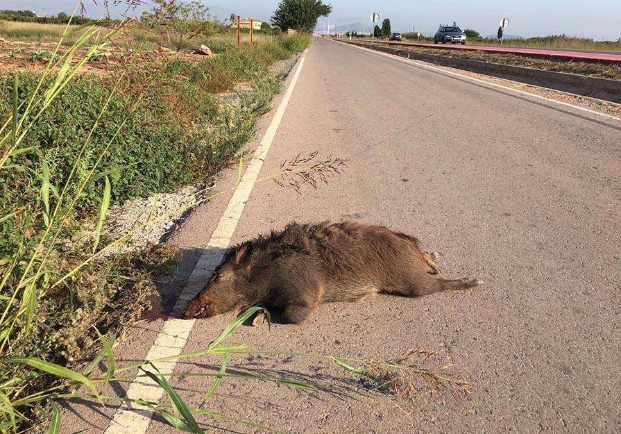 Un jabalí atropellado yace muerto en la mañana de este martes en un camino rural paralelo a la carretera que va de Canet a Faura 