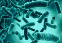 Investigadoras del CSIC identifican una nueva bacteria intestinal capaz de reducir los niveles de glucosa en sangre después de las comidas