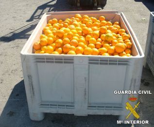 La Guardia Civil incauta 743 kilos de naranjas sustraídas de un campo de Algar de Palancia