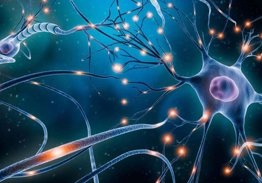 Un estudio observa un mecanismo inédito en la formación de las neuronas sensoriales